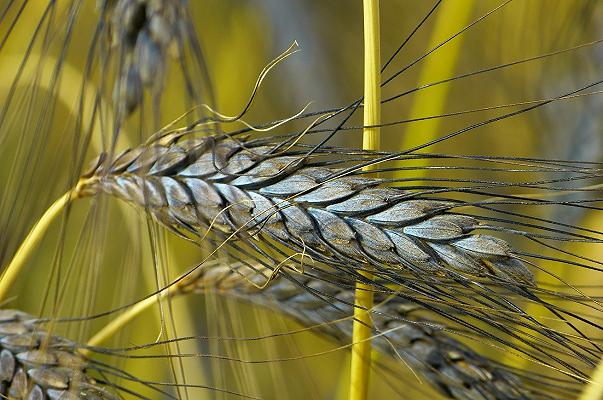 Farina di farro integrale Lo Conte: richiamo per rischio presenza allergeni