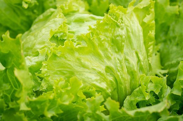 Insalata in busta: gli italiani preferiscono l’iceberg