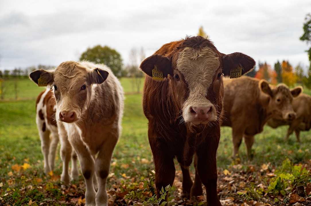 Francia, allevatori che inseminano le loro mucche sono quadruplicati
