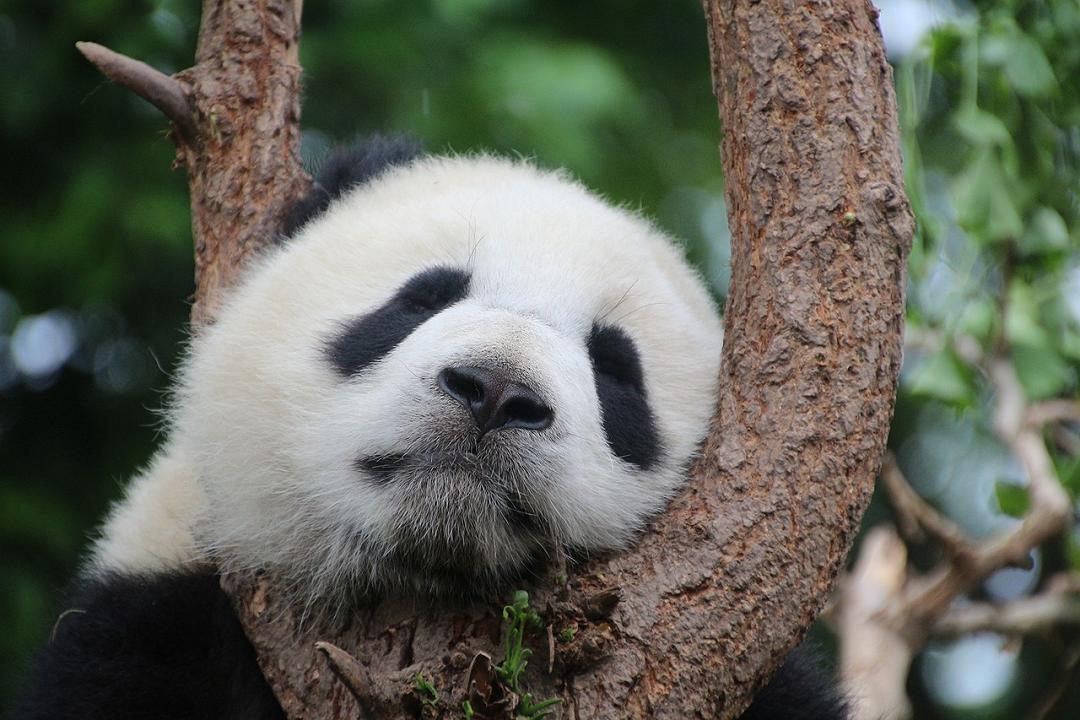 Cina: bar trucca cani da panda per attirare clienti