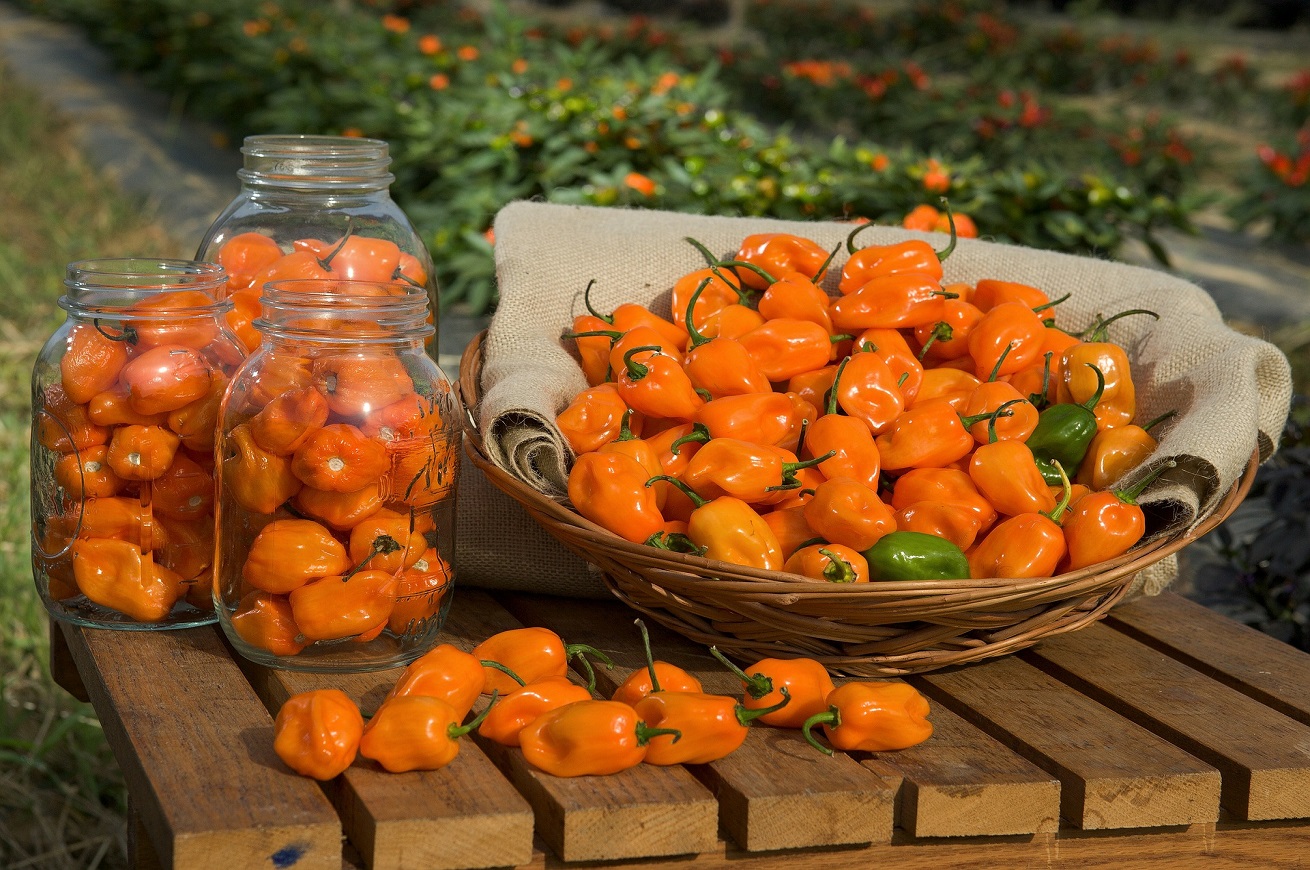 Peperoncino habanero