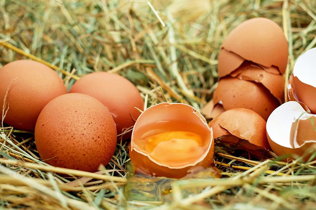 NAS: uova pericolose sequestrate, 9 aziende chiuse o sospese