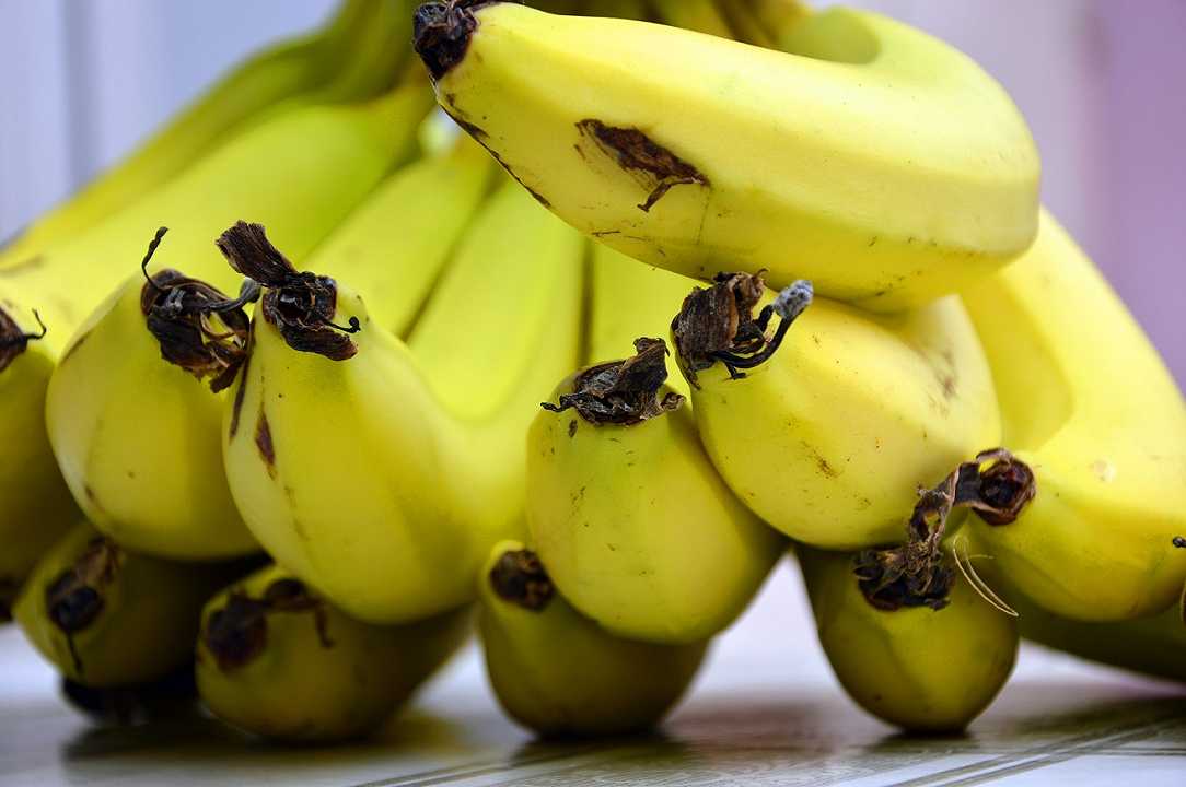 Banane a rischio a causa di un fungo: la denuncia della FAO