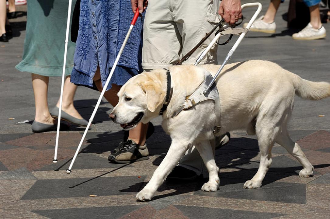 Ristorante di Sardara non accetta cane guida: cliente non vedente deve andarsene
