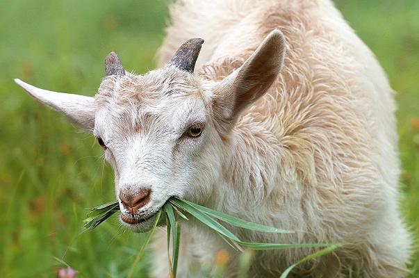 Carrefour richiama Caprino fresco Ciresa a causa di un rischio chimico