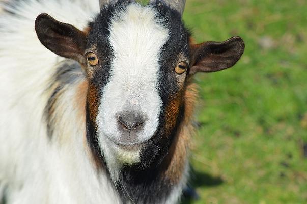 Cuor di capra Fiorone – Caseificio Cattaneo: richiamo per rischio chimico