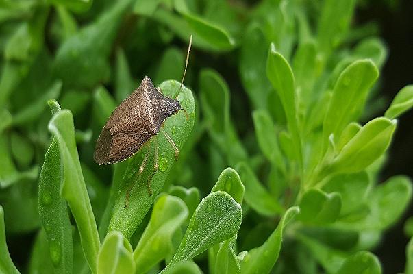 Cimice asiatica: gravi danni anche in Sardegna