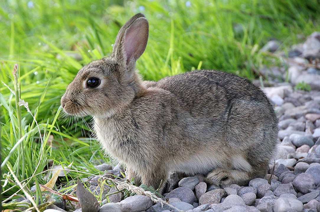 Cina: mangia un coniglio selvatico e prende la peste bubbonica