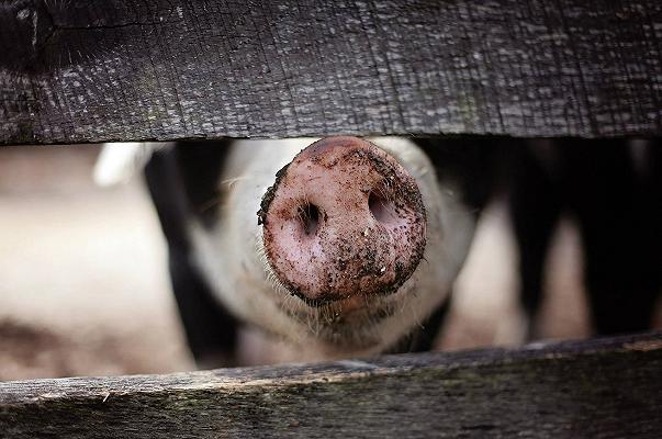 Coppa di testa di Modena – Gigi il salumificio: richiamo per rischio microbiologico