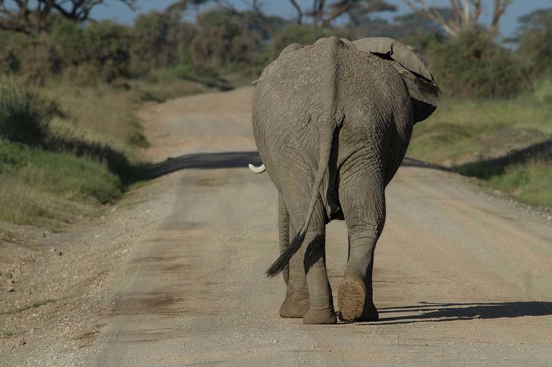 Sudafrica: gin all’aroma di sterco di elefante