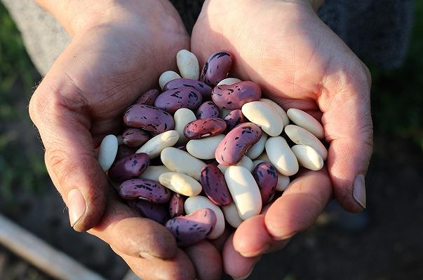 Fagioli con l’occhio Nuova Terra: richiamo per rischio chimico