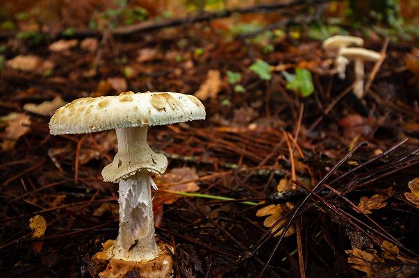 Torino: raccoglie funghi velenosi, si salva con un trapianto di fegato