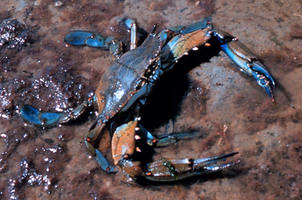 Livorno: pescato un granchio blu reale non presente nel Mediterraneo