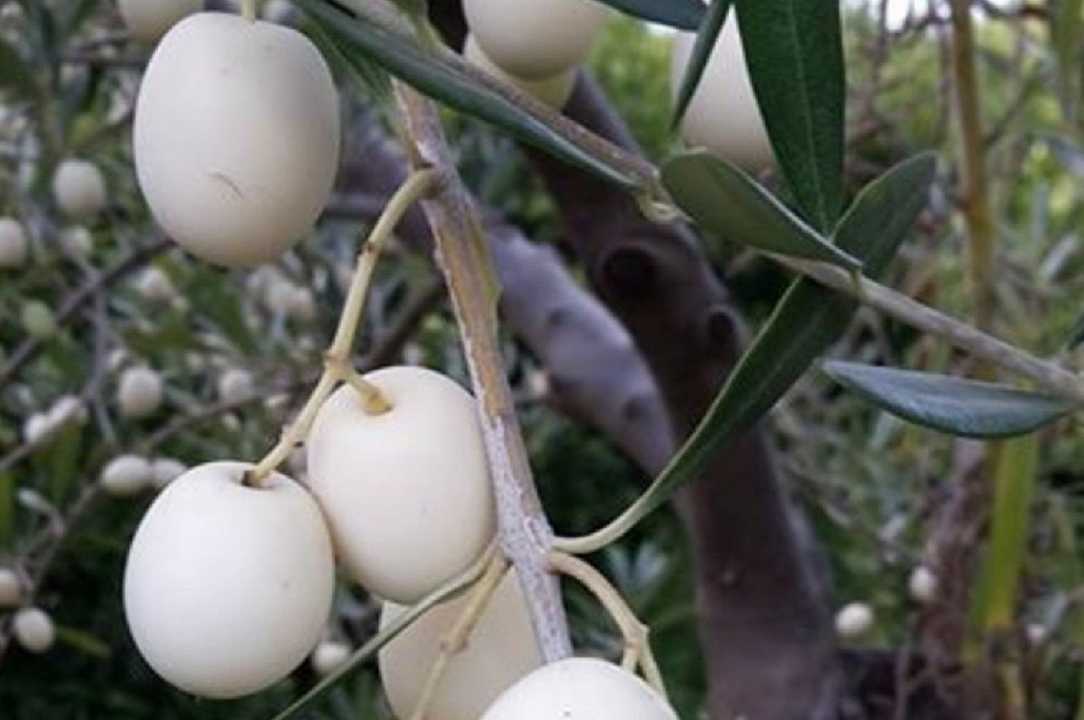Tuscia: ricreata antica oliva bianca nominata nella Bibbia