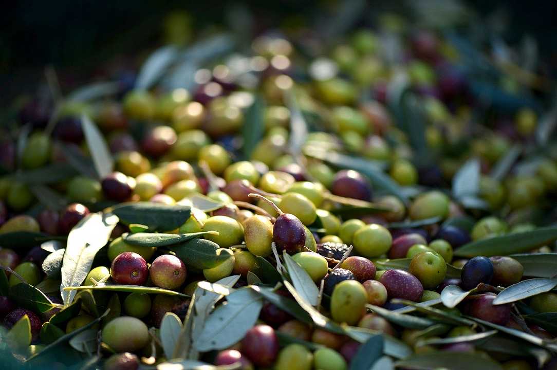 UE: vietato l’insetticida contro la mosca delle olive