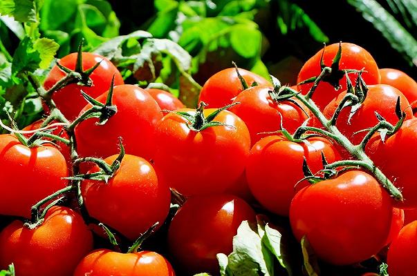 Pomodori: in origine erano viola, ma una mutazione del DNA li ha resi rossi