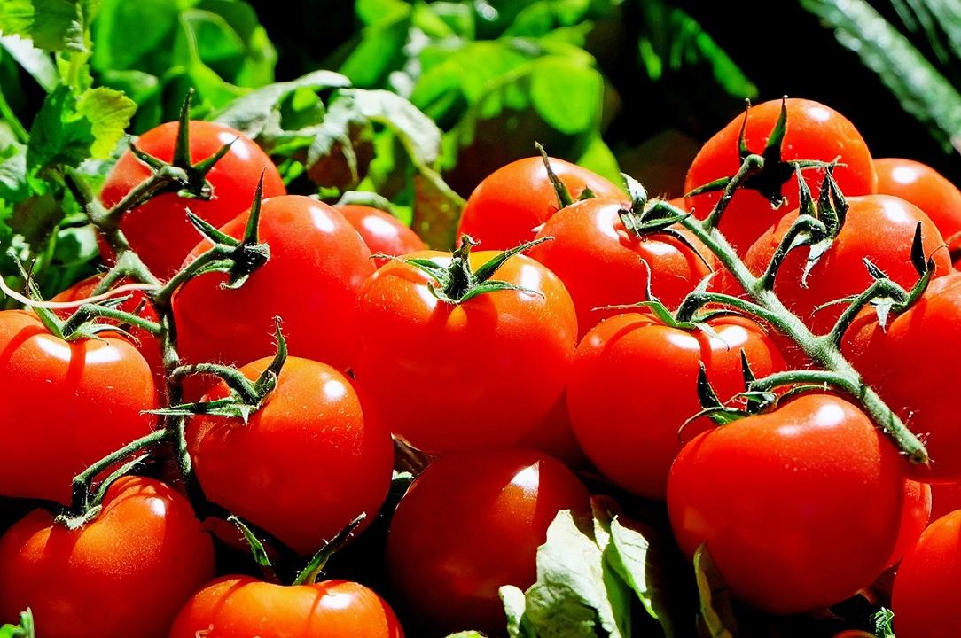 Pomodori: in origine erano viola, ma una mutazione del DNA li ha resi rossi