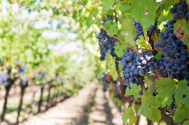 Vino: in Italia il 4% dei vigneti è biologico