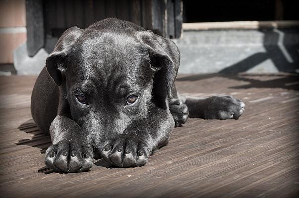 Cina: uccide cani per preparare degli hot dog, arrestato