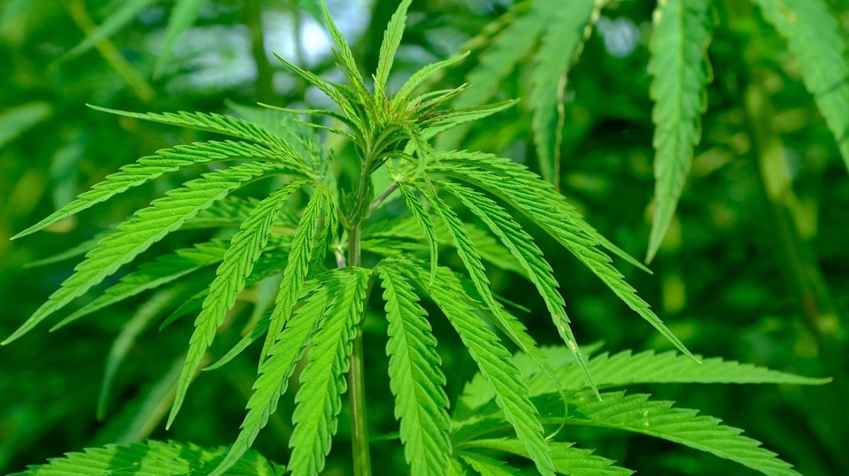 cannabis