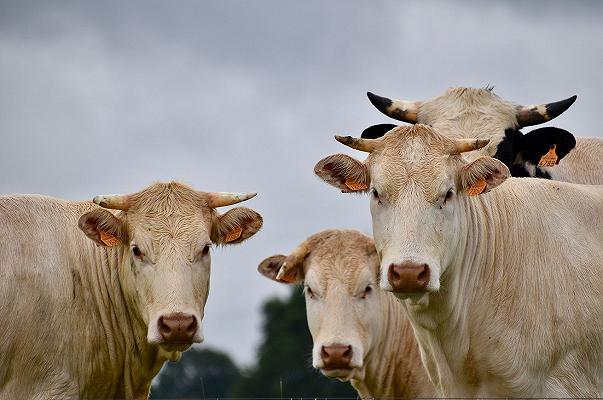 Carne: Fao in controtendenza, “i consumi cresceranno”