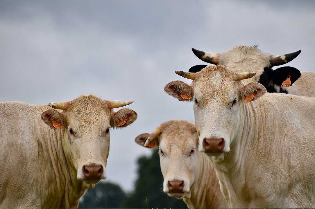 Torino: mucche in fuga da una fattoria di Collegno