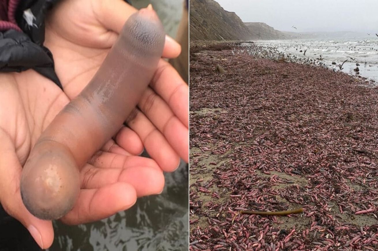 Bizzarra invasione di pesci pene sulle coste della California. Ma il dubbio sorge spontaneo, si possono degustare queste prelibatezze falliche? In Corea pare di sì.