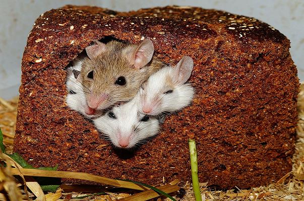 Milano: chiuso un panificio per presenza di escrementi di topi e piccioni