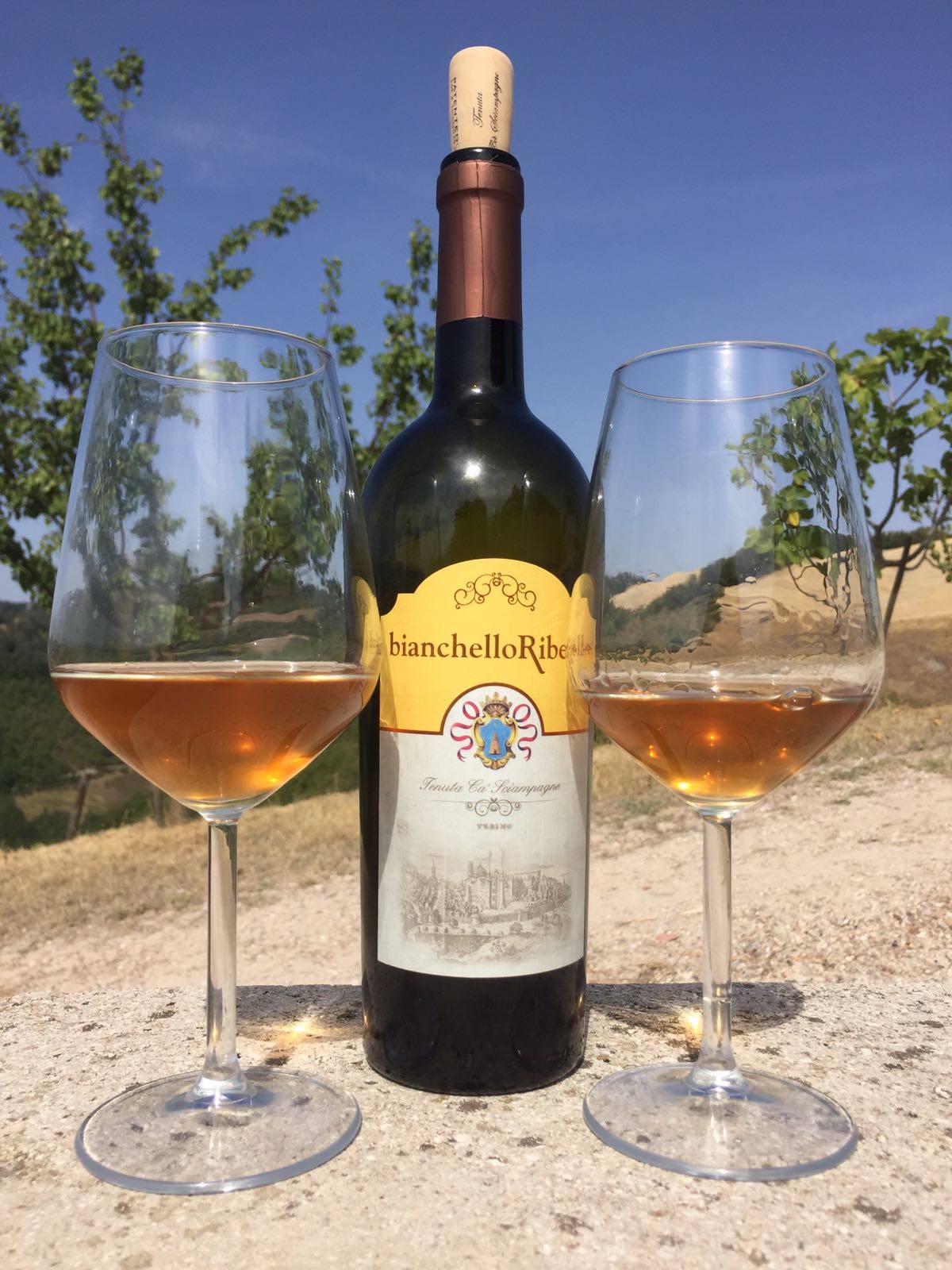 Bianchello Ribelle di Ca’ Sciampagne