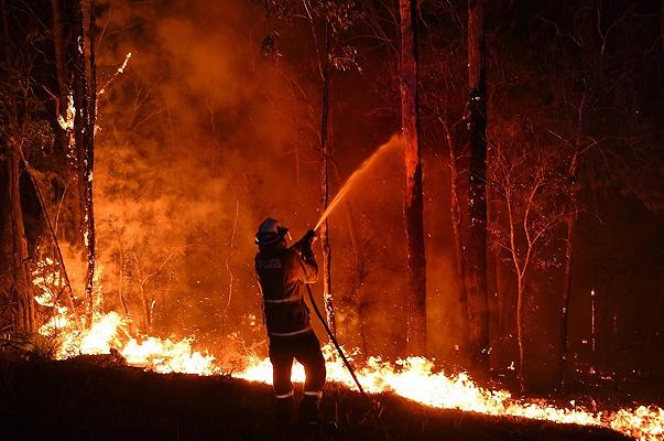 Australia: carote e patate lanciate dagli elicotteri agli animali colpiti dagli incendi
