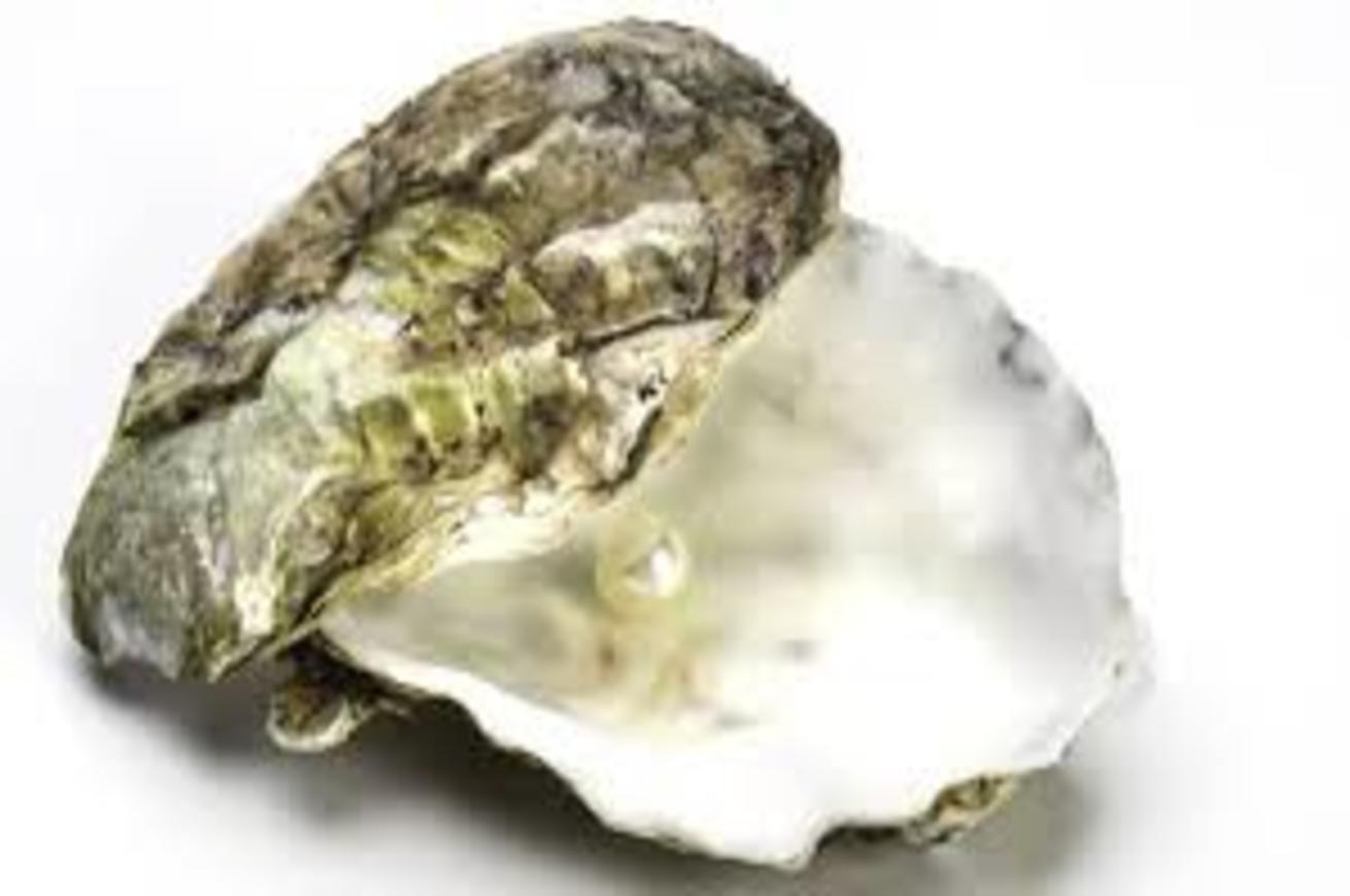 Massafra: compra un’ostrica in pescheria e dentro trova una perla