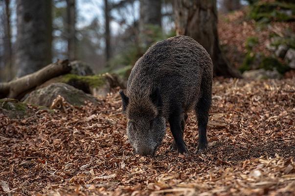 Peste suina africana: il Piemonte stanzia oltre 8 milioni per misure urgenti