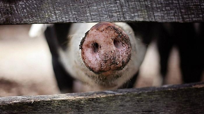 Carne suina italiana, stop della Cina alle importazioni per rischio Covid