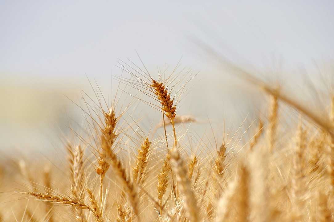 Cereali: la produzione mondiale è scesa su valori minimi da quattro anni