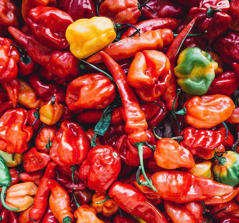 Peperoni e peperoncini, ricostruita la storia genetica: “Ora si potrà lavorare a varietà migliorate”