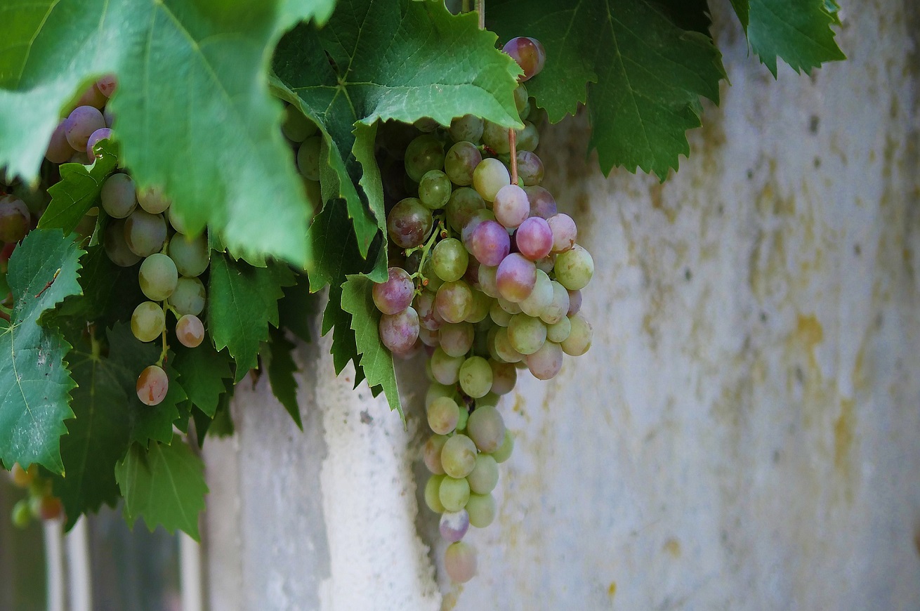 vigna