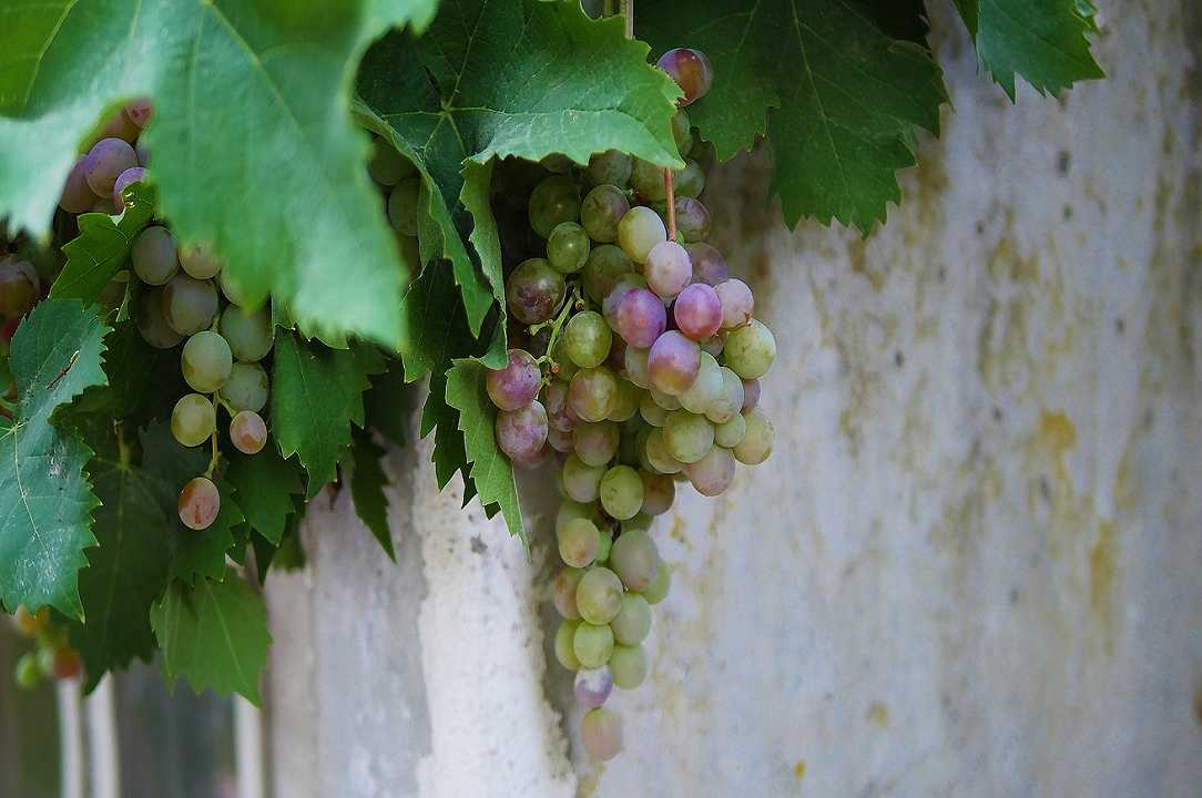 Vino: pronta la prima vendemmia di Ruzzese, vitigno andando distrutto nell’800