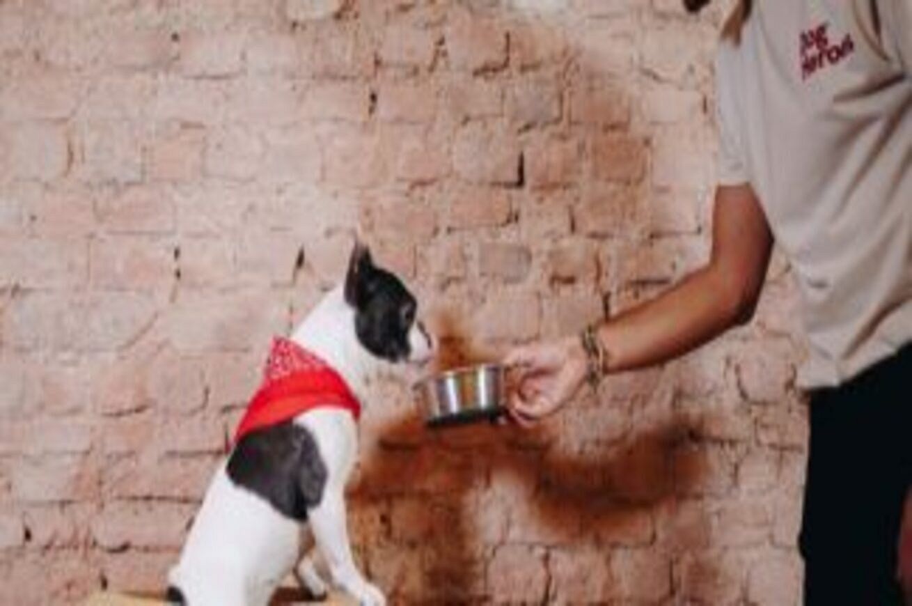 Dog Heroes, la start up di Milano che consegna a domicilio cibo per cani