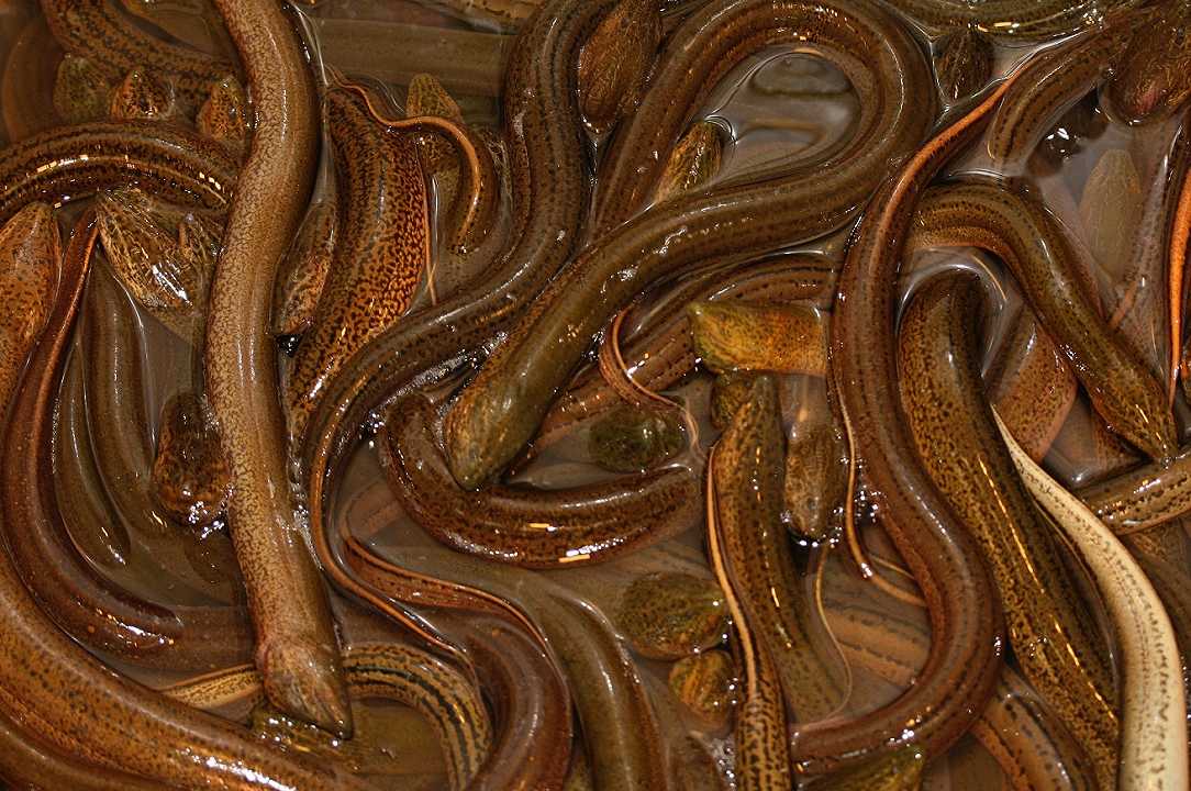 Unione Europea: scoperto traffico illegale di 350 milioni di anguille verso i paesi asiatici