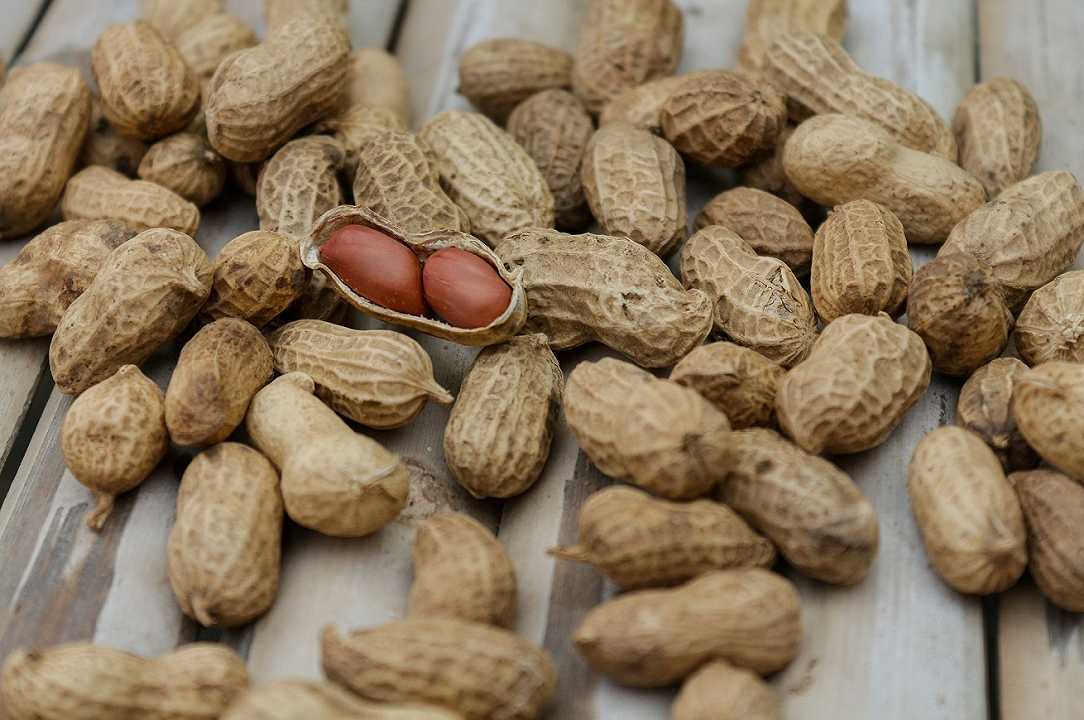 Allergia alle arachidi: negli USA approvato il nuovo farmaco contro lo shock anafilattico