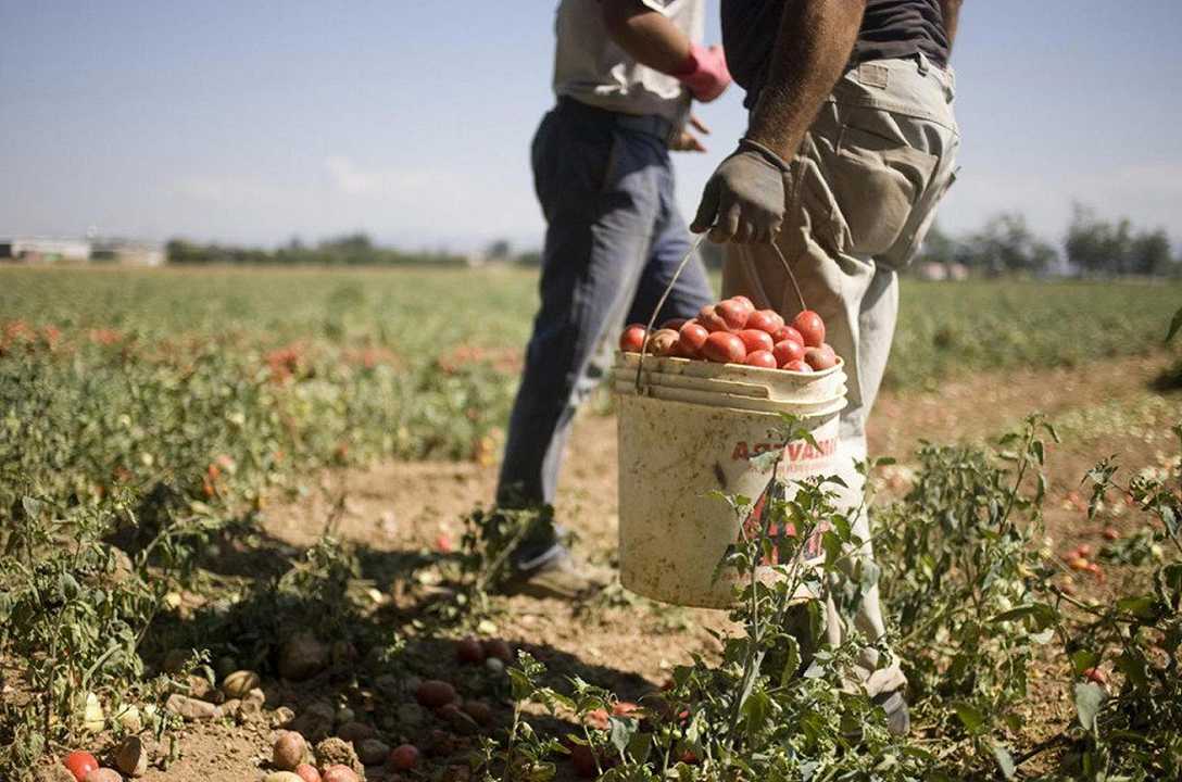 Agricoltura: il Covid taglia 1/3 dei braccianti stranieri