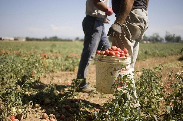 Agricoltura: la regolarizzazione dei migranti non basta, Coldiretti chiede i voucher
