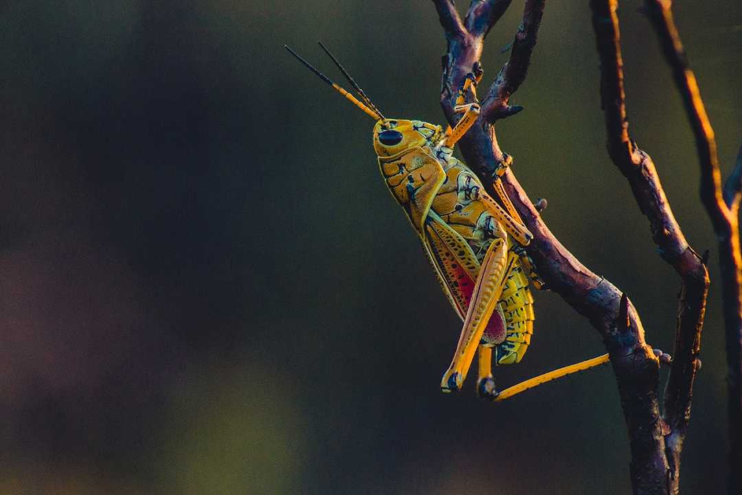 Locuste in Africa: l’invasione mette a rischio l’agricoltura e l’export internazionale