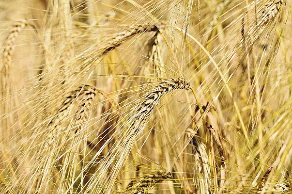 Frumento tenero, la produzione cala del 5% e preoccupano i consumi