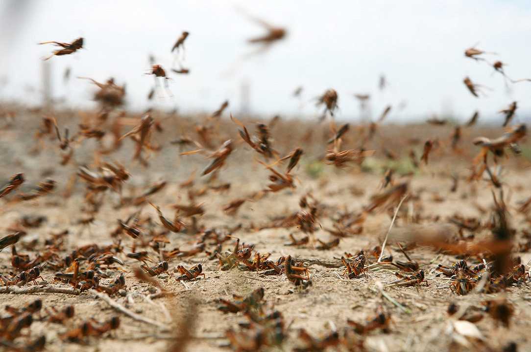 Kenya: invasione di locuste devasta i raccolti