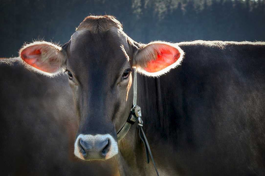 Milano: mucca scappa dall’allevamento e aggredisce una ragazza