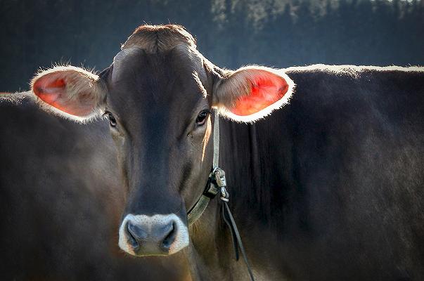 Carne, la UE: “Ridurre gli allevamenti non è nostro obiettivo”