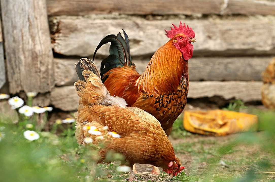 Aviaria, in Bulgaria soppressi 39 mila polli
