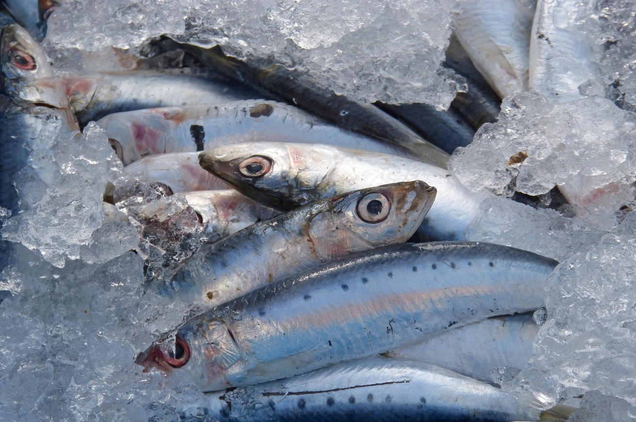 sardine