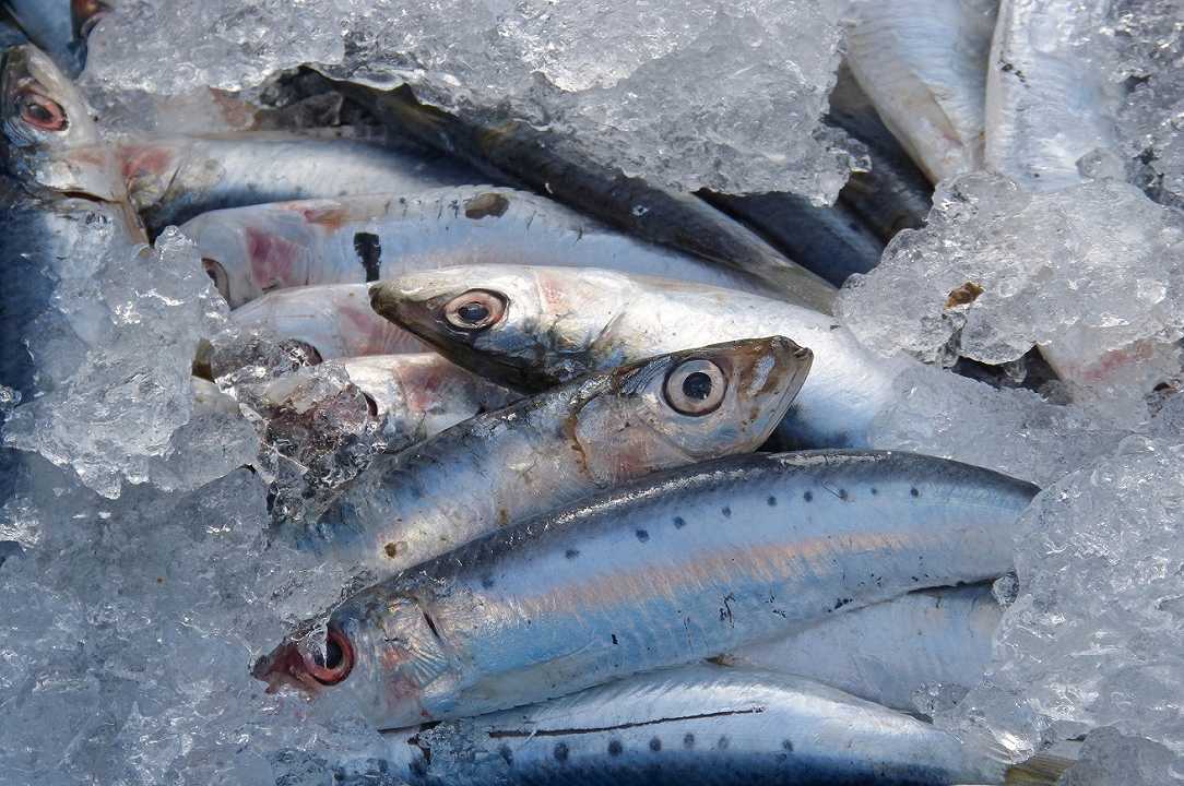 Cambiamenti climatici: le sardine del Mediterraneo sono sempre più piccole